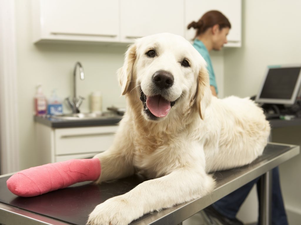 Is pet insurance worth it